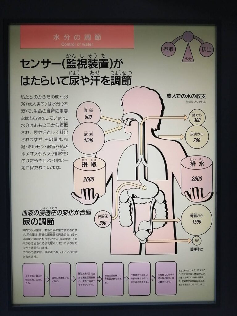 広島市健康づくりセンター健康科学館