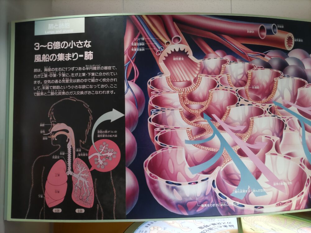 広島市健康づくりセンター健康科学館